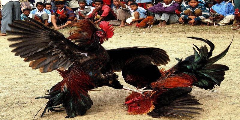Theo dõi trực tiếp đá gà 88 với chất lượng mượt mà, hình ảnh nét căng