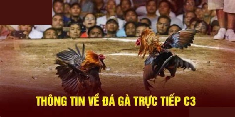 Thông tin sơ bộ về loại hình đá gà C3 tại J88